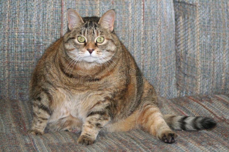 Gatto grasso