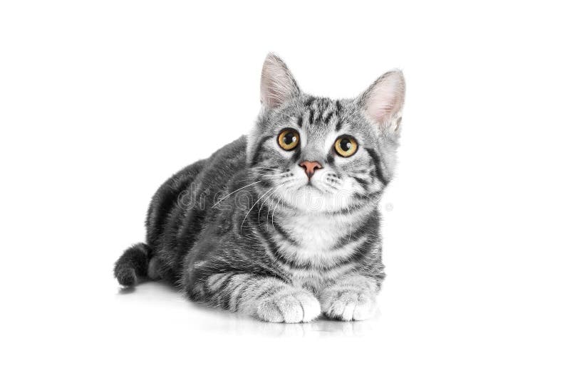 Gatto Grigio Del Soriano Che Si Trova Sul Fondo Bianco Immagine Stock Immagine Di Occhio Interno Gatto Grigio Del Soriano Che Si Trova Sul Fondo Bianco Immagine Stock Immagine Di Occhio Interno