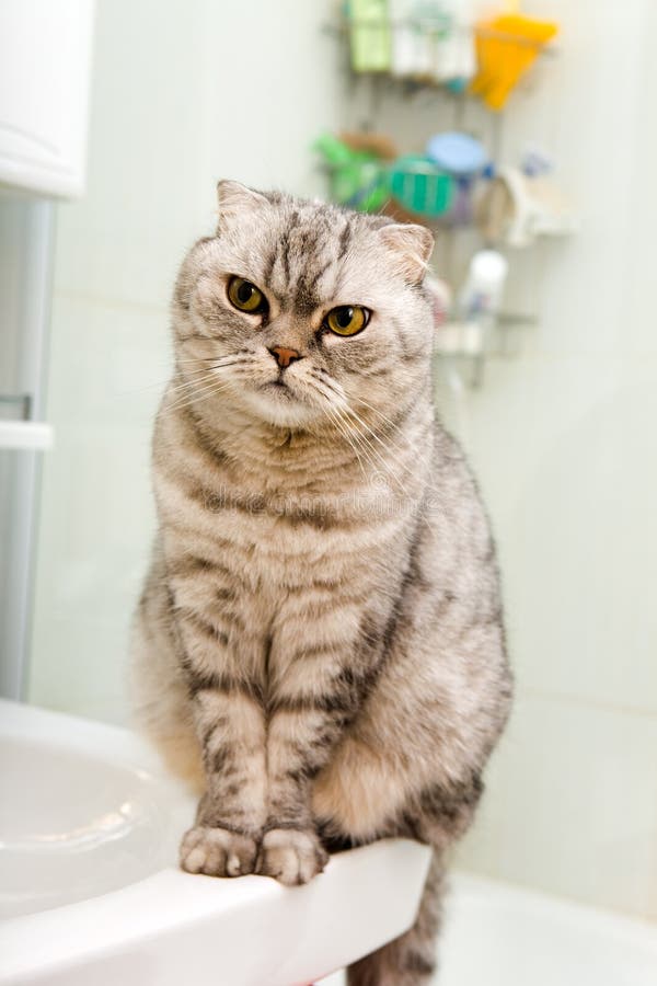 Gatto grigio in una stanza da bagno immagini stock Gatto grigio in una stanza da bagno immagini stock