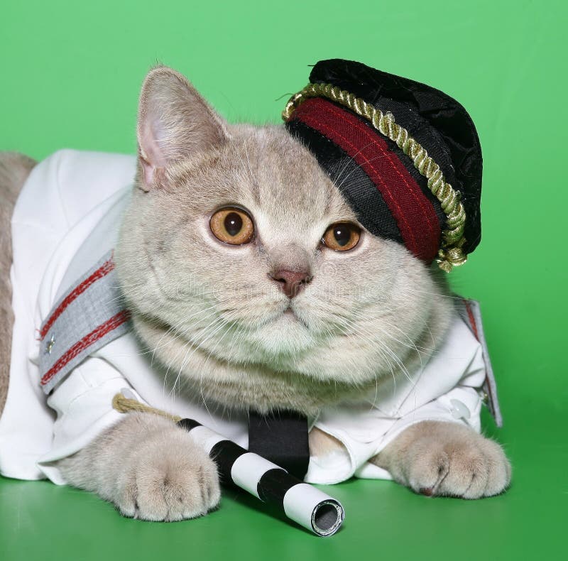Коте полицейский. Майор Мурлычкин. Знаменитый кот. Кот в костюме. Кошка в фуражке