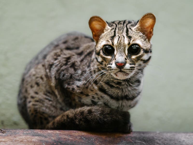 Gatto leopardo palawano nello zoo