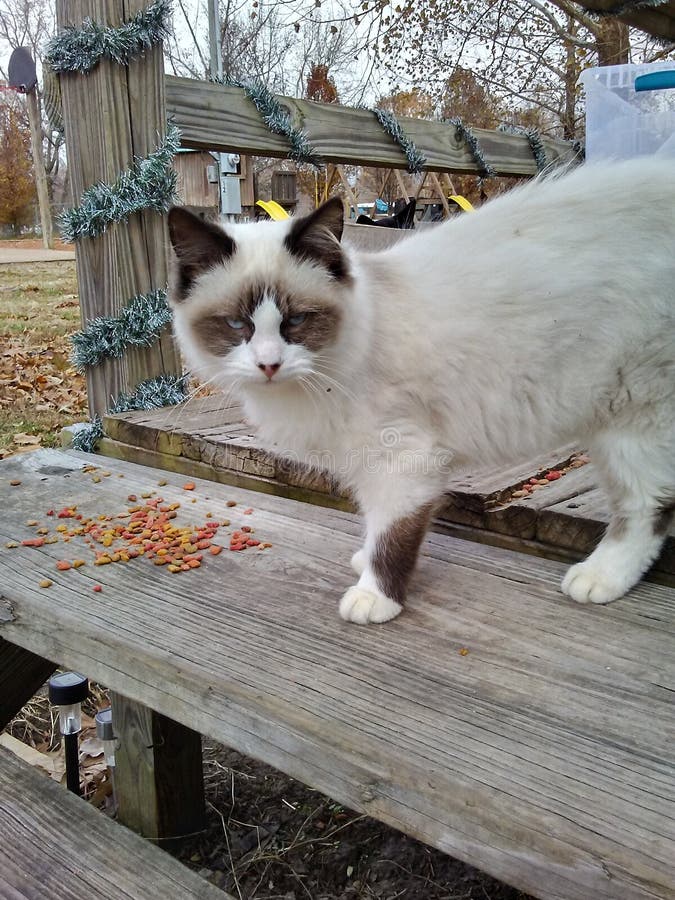 Gatto mitted Bi punti della guarnizione immagini stock Gatto mitted Bi punti della guarnizione immagini stock