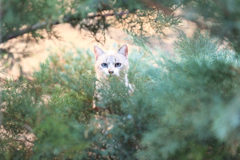 Gatto nei cespugli fotografia stock libera da diritti Gatto nei cespugli fotografia stock libera da diritti