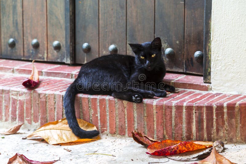 Gatto nero fotografia stock libera da diritti Gatto nero fotografia stock libera da diritti