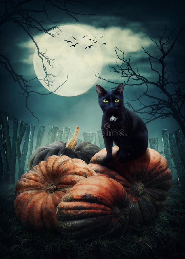 Black cat on a pumpkin. Black cat on a pumpkin