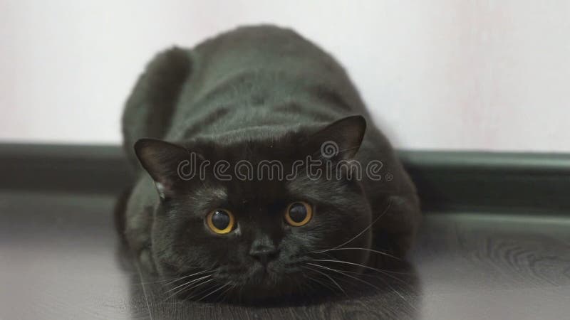 Gatto nero britannico che insegue un giocattolo