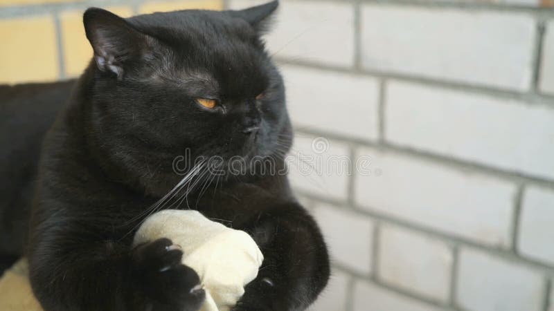 Gatto nero britannico che si siede sul balcone