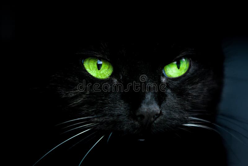 Gatto nero con gli occhi verdi
