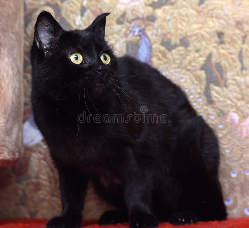 Gatto nero con lo sguardo attento. Gatto nero con sguardo attento di occhi gialli