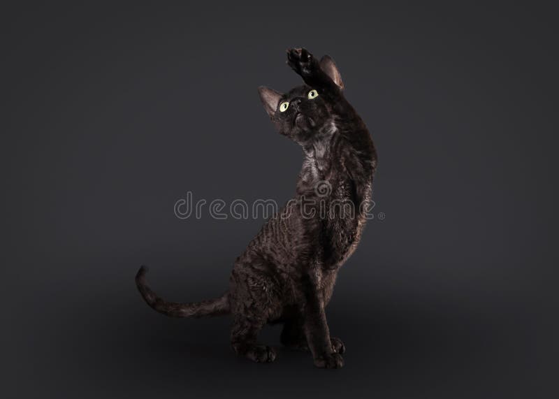 Gatto nero del rex del Devon