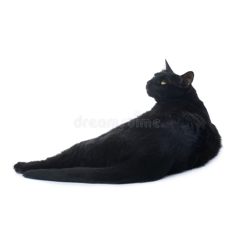 Gatto nero di menzogne isolato sopra i precedenti bianchi immagine stock Gatto nero di menzogne isolato sopra i precedenti bianchi immagine stock