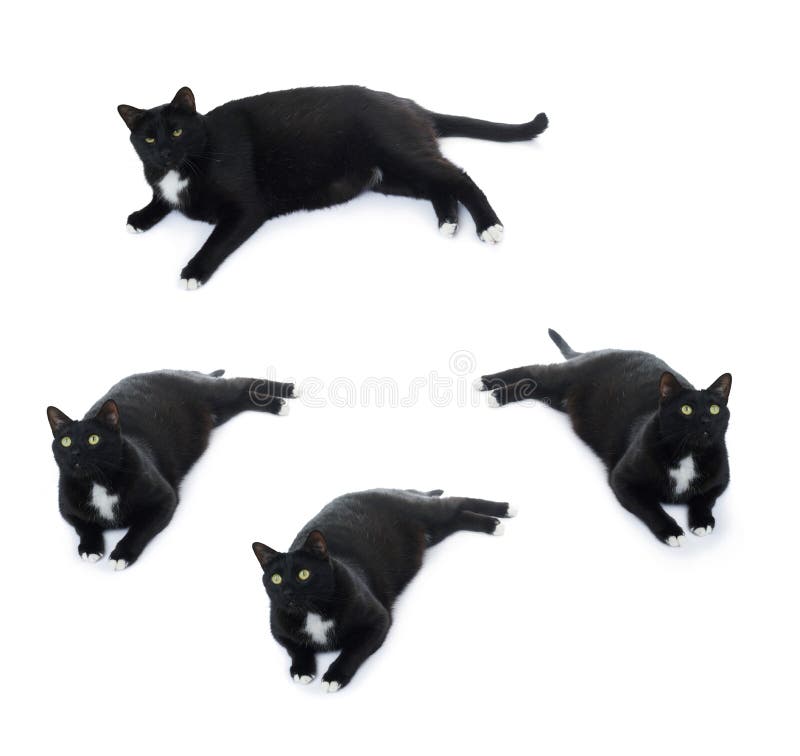 Gatto nero di menzogne isolato sopra i precedenti bianchi fotografia stock Gatto nero di menzogne isolato sopra i precedenti bianchi fotografia stock