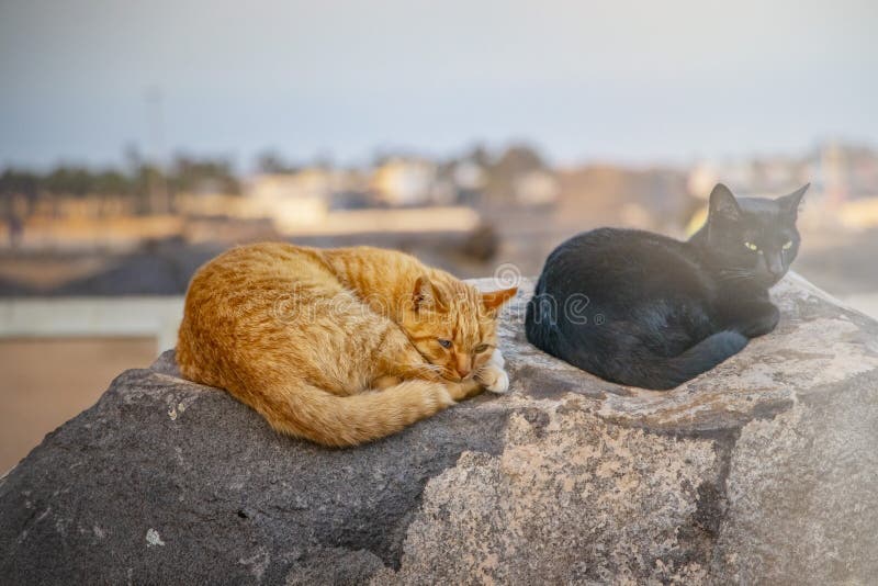 Gatto nero e rosso che si trova sulla pietra, sul riposo e sul sonno fotografia stock Gatto nero e rosso che si trova sulla pietra, sul riposo e sul sonno fotografia stock