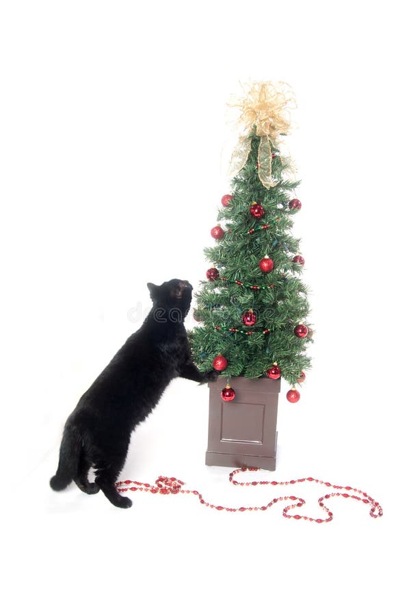 Gatto Sull'albero Del Nuovo Anno Dell'albero Di Natale Gattino Sveglio Impertinente Fotografia - Foto 7