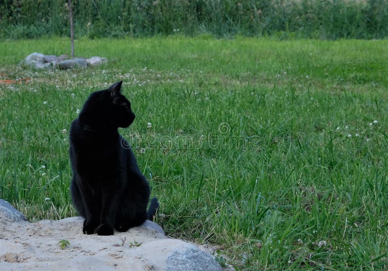 Gatto nero grazioso immagine stock libera da diritti Gatto nero grazioso immagine stock libera da diritti