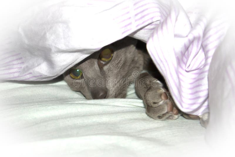 Gatto orientale lilla del liscio-cappotto adorabile che riposa sotto la coperta immagini stock Gatto orientale lilla del liscio-cappotto adorabile che riposa sotto la coperta immagini stock