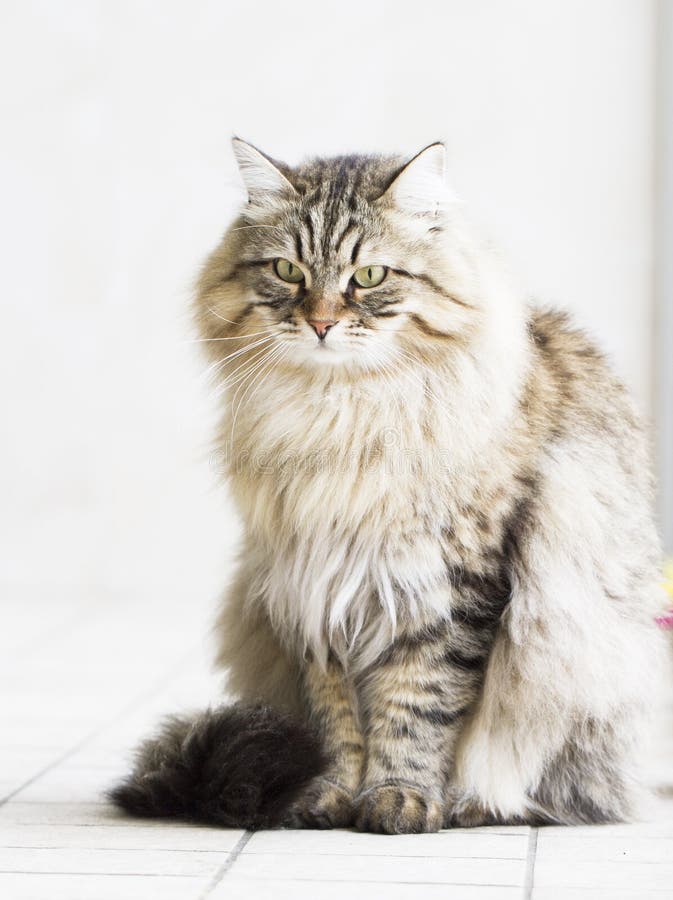 Gatto persiano nel giardino, versione marrone del soriano della b siberiana fotografia stock libera da diritti Gatto persiano nel giardino, versione marrone del soriano della b siberiana fotografia stock libera da diritti