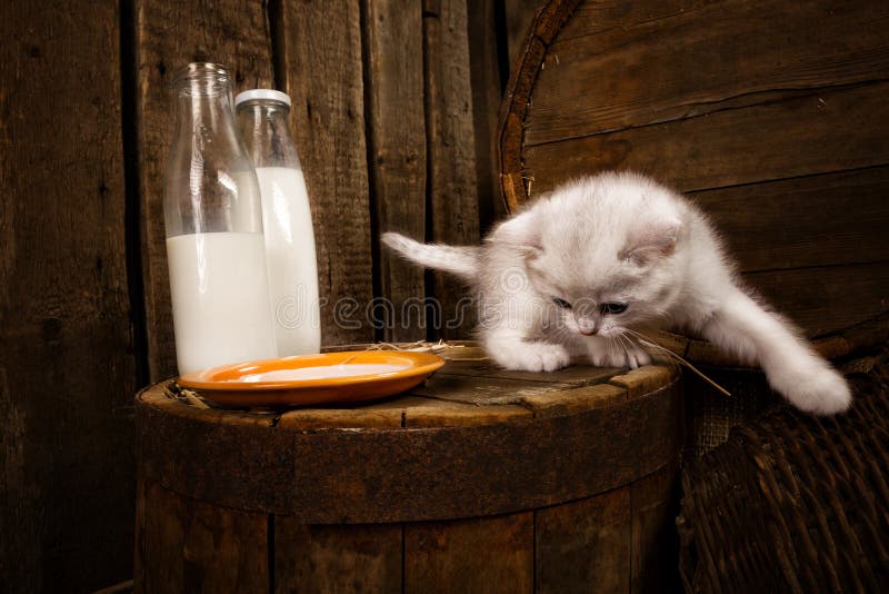 Gatto purulento con latte fotografia stock. Immagine di persiano 32826866