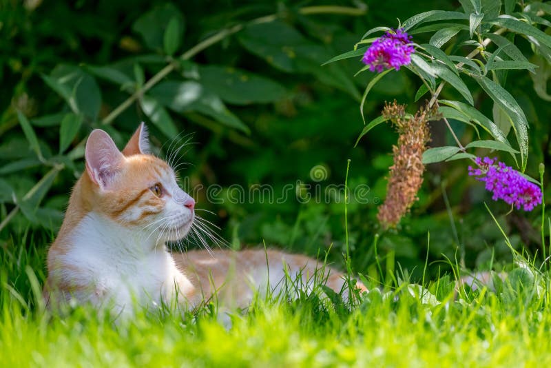 Gatto rosso che si trova nell'erba fotografia stock libera da diritti Gatto rosso che si trova nell'erba fotografia stock libera da diritti