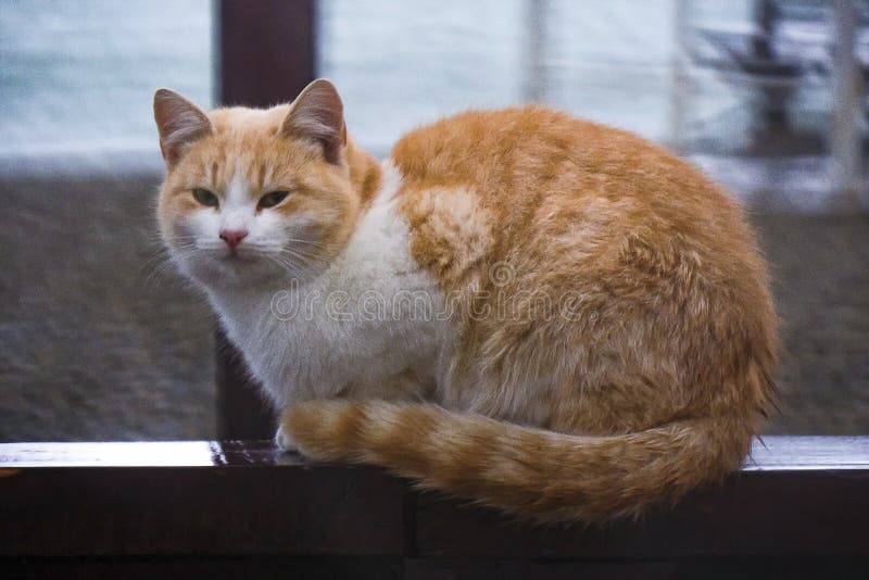 Gatto rosso senza tetto, i precedenti - la spiaggia fotografie stock Gatto rosso senza tetto, i precedenti - la spiaggia fotografie stock