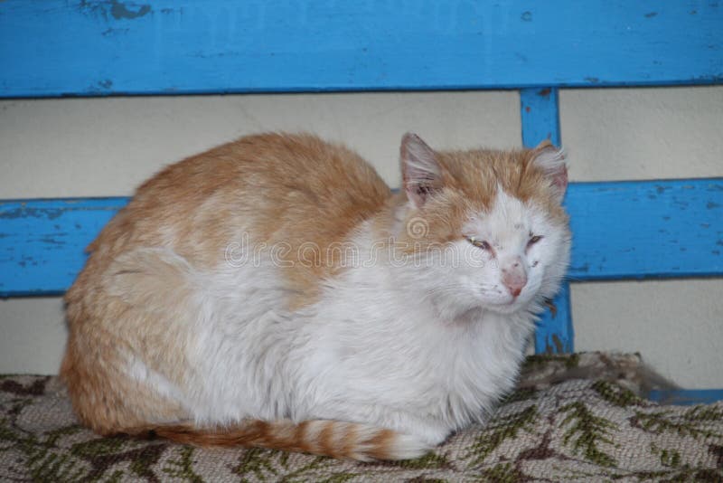 Gatto rosso sul banco immagini stock libere da diritti Gatto rosso sul banco immagini stock libere da diritti