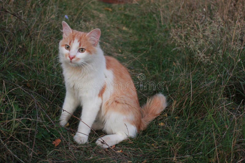 Gatto rosso sull'erba fotografia stock libera da diritti Gatto rosso sull'erba fotografia stock libera da diritti
