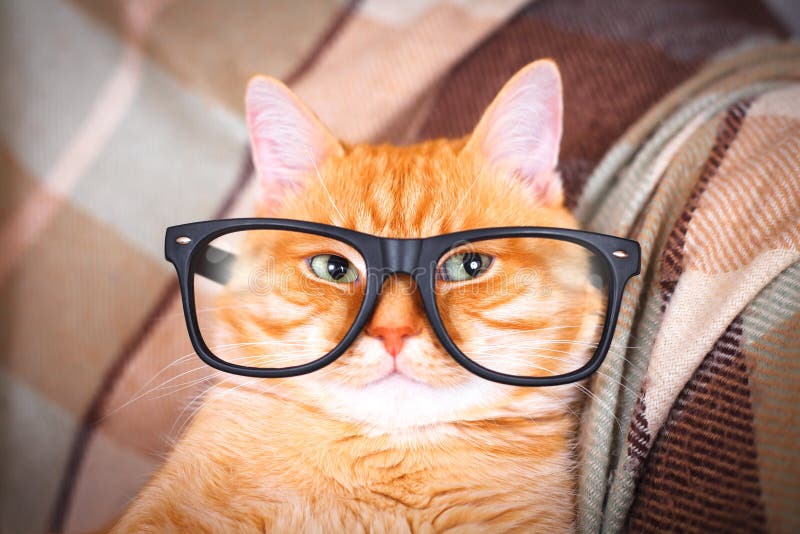 Gatto rosso sveglio con il primo piano di vetro fotografia stock Gatto rosso sveglio con il primo piano di vetro fotografia stock