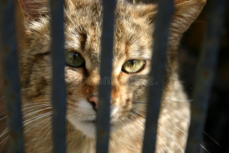 Gatto selvaggio nella gabbia. Fuoco sugli occhi.