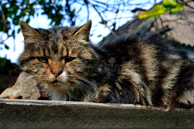 Gatto senza tetto brutale fotografie stock Gatto senza tetto brutale fotografie stock