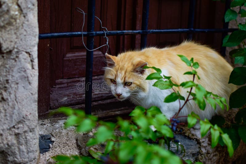 Gatto smarrito con lo sguardo fisso del ` s del cacciatore che equilibra sulla crepa di una finestra di una casa di città immagine stock Gatto smarrito con lo sguardo fisso del ` s del cacciatore che equilibra sulla crepa di una finestra di una casa di città immagine stock