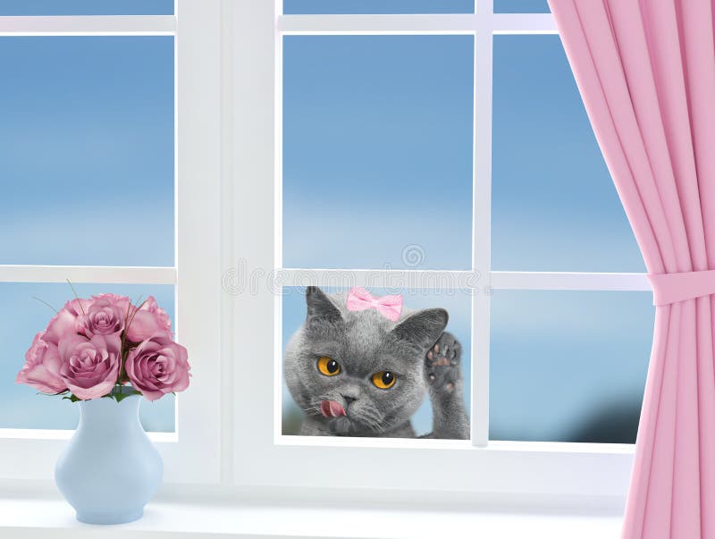 Gatto sveglio con il arco-nodo che guarda attraverso la finestra immagine stock libera da diritti Gatto sveglio con il arco-nodo che guarda attraverso la finestra immagine stock libera da diritti