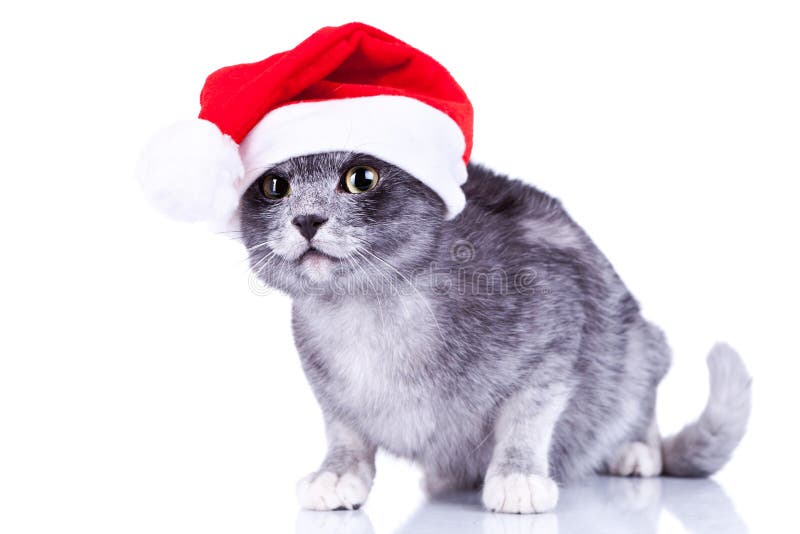 Gatto sveglio curioso che porta un cappello della Santa fotografie stock libere da diritti