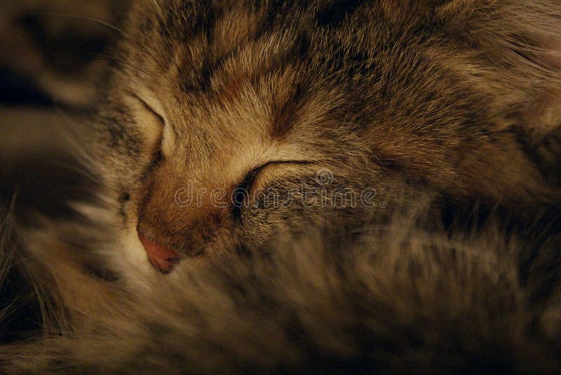 Gatto sveglio, fine in su Gattino di sonno fotografia stock libera da diritti Gatto sveglio, fine in su Gattino di sonno fotografia stock libera da diritti