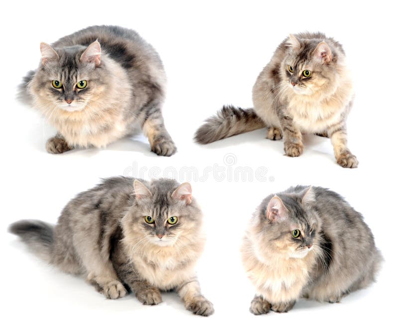 Gatto sveglio lanuginoso immagine stock Gatto sveglio lanuginoso immagine stock