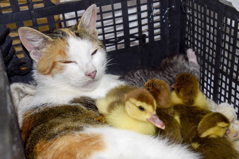 Gatto in un canestro con il gattino e la ricezione degli anatroccoli dell'anatra di muschio Madre adottiva del gatto per gli anat immagine stock Gatto in un canestro con il gattino e la ricezione degli anatroccoli dell'anatra di muschio Madre adottiva del gatto per gli anat immagine stock