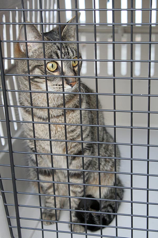 Gatto in una gabbia
