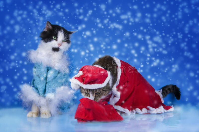 Gatto vestito come Santa Claus nella foresta di inverno fotografie stock libere da diritti Gatto vestito come Santa Claus nella foresta di inverno fotografie stock libere da diritti