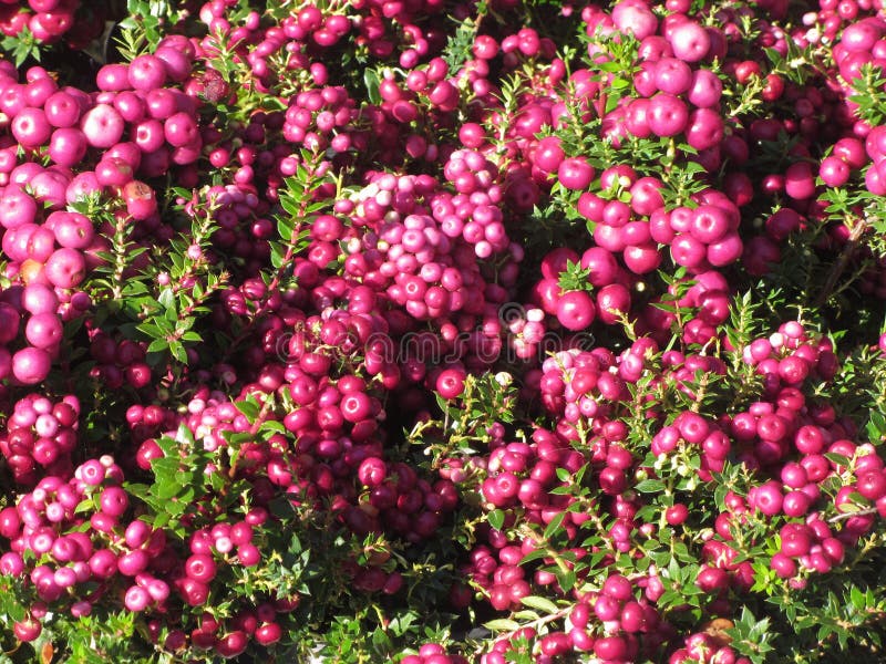 Gaultheria ou pernettya mucronata, conhecida como prickheath fotos de stock royalty free