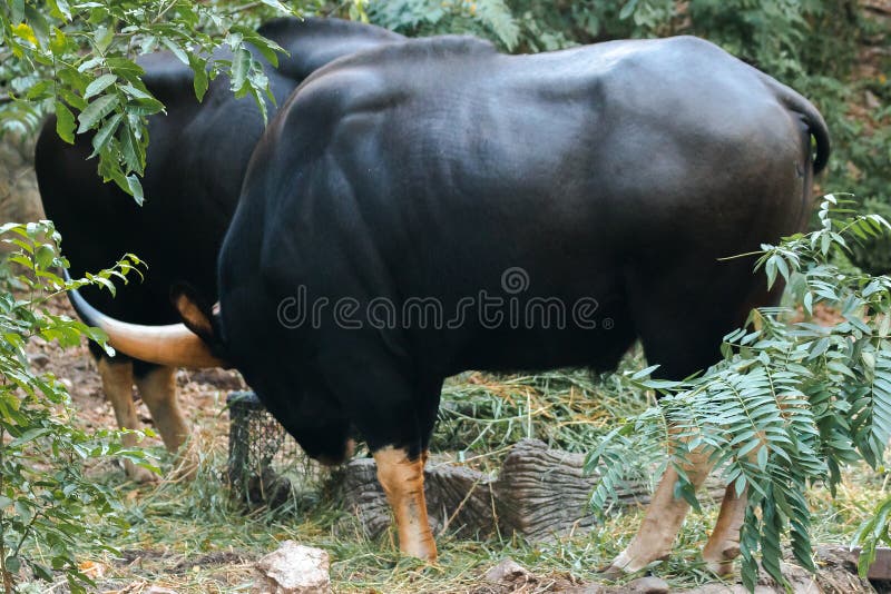 107 Female Gaur Stock Photos - Free & Royalty-Free Stock Photos from Dreamstime 107 Female Gaur Stock Photos - Free & Royalty-Free Stock Photos from Dreamstime