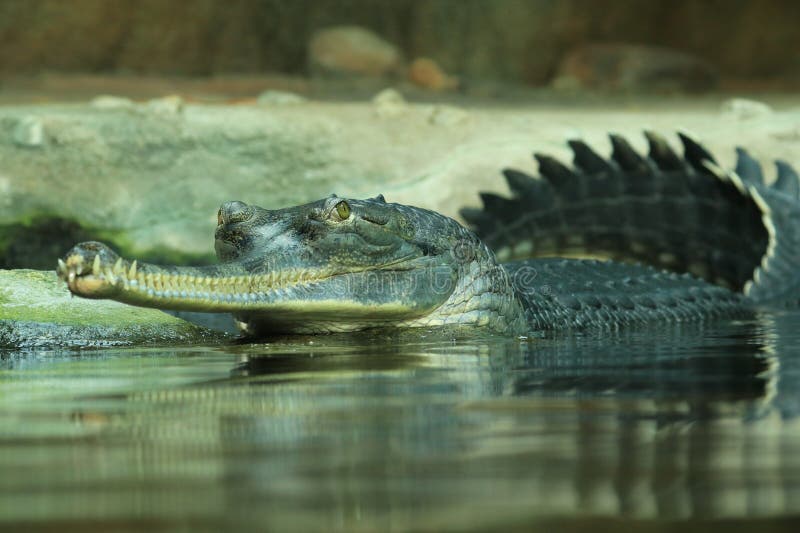 Gavial, Gavialis Gangeticus, Also Known As Gharial Or Fish-Eating  Crocodile. Jaws, Head And Back Of Reptile Above Water Surface Stock Photo -  Image Of Natural, Critically: 189856420