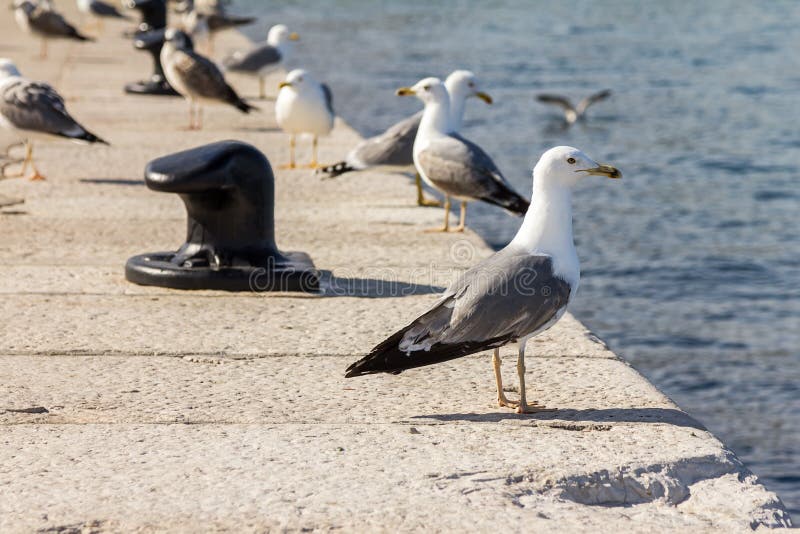 Gaviota imágenes de archivo libres de regalías Gaviota imágenes de archivo libres de regalías