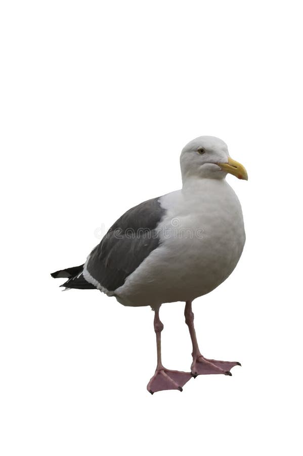 Gaviota aislada en blanco imagenes de archivo Gaviota aislada en blanco imagenes de archivo