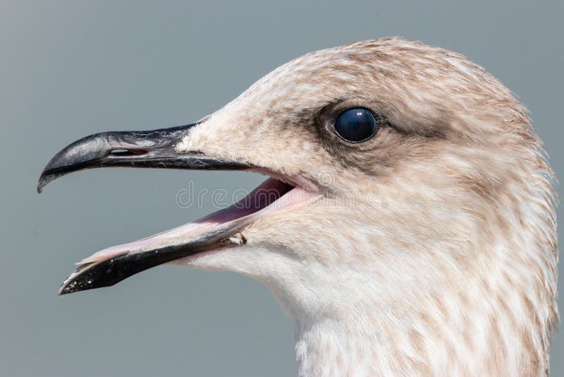 Gaviota arenque larus argentatus joven retrato foto de archivo