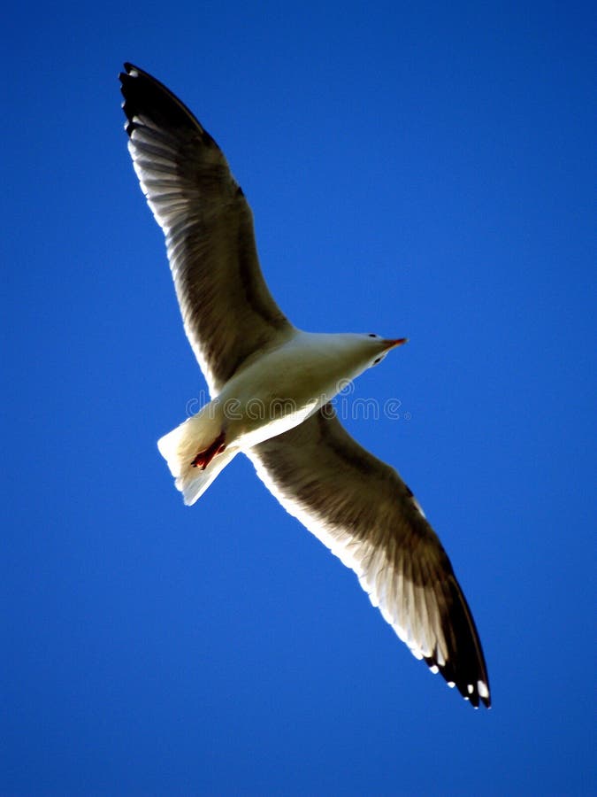 Gaviota azul fotos de archivo Gaviota azul fotos de archivo