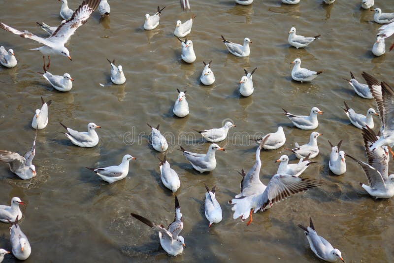 Gaviota blanca que nada en fondo del mar foto de archivo Gaviota blanca que nada en fondo del mar foto de archivo