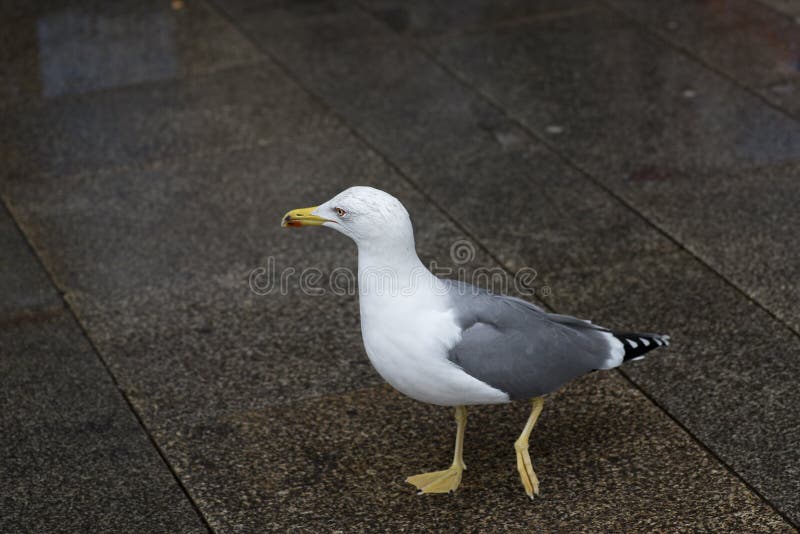 Gaviota caminando por la plaza en busca de comida imagen de archivo Gaviota caminando por la plaza en busca de comida imagen de archivo