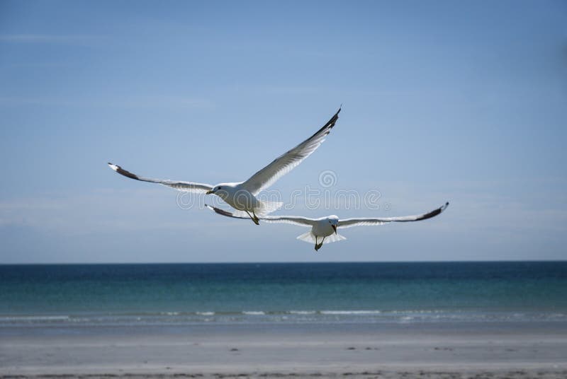 Gaviota común imagen de archivo libre de regalías Gaviota común imagen de archivo libre de regalías