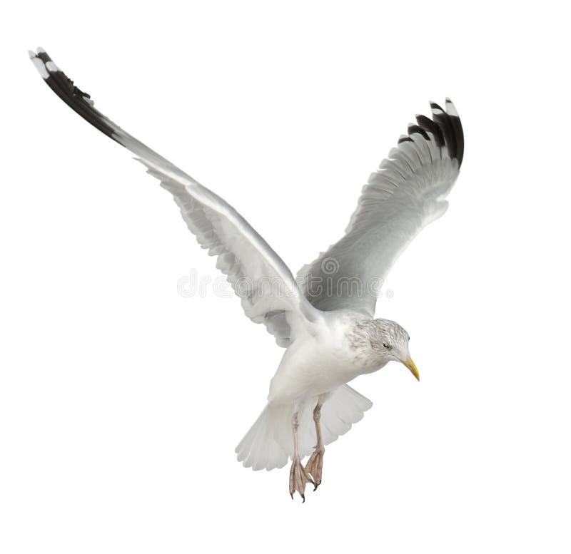 Gaviota de arenques europea, argentatus del Larus fotografía de archivo Gaviota de arenques europea, argentatus del Larus fotografía de archivo