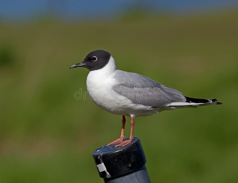Gaviota de Bonaparte fotografía de archivo libre de regalías Gaviota de Bonaparte fotografía de archivo libre de regalías