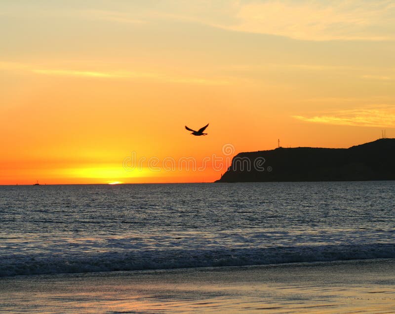 Seagull flies against Southern California beach sunset. San Diego's Point Loma in the background. (Coronado, CA). Seagull flies against Southern California beach sunset. San Diego's Point Loma in the background. (Coronado, CA)